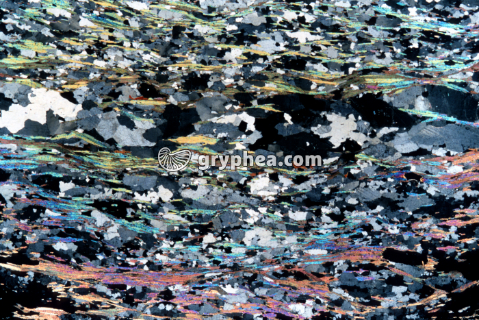 Micaschiste LPA x3 - gryphea.com